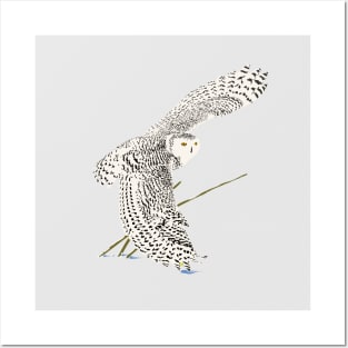 The snowy owl quiet flight Posters and Art